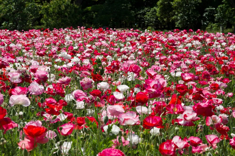 1000 Mixed Colors Double Shirley Poppy Papaver Rhoeas Flower Seeds - Image 10