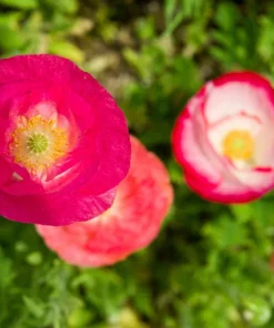 1000 Mixed Colors Double Shirley Poppy Papaver Rhoeas Flower Seeds - Image 11