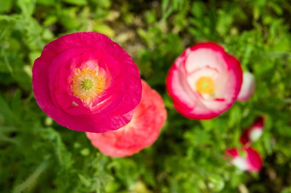 1000 Mixed Colors Double Shirley Poppy Papaver Rhoeas Flower Seeds - Image 11
