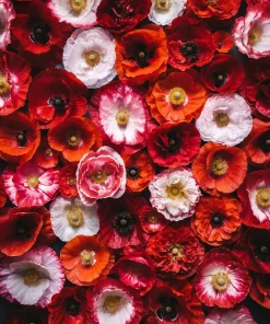 1000 Mixed Colors Double Shirley Poppy Papaver Rhoeas Flower Seeds - Image 12