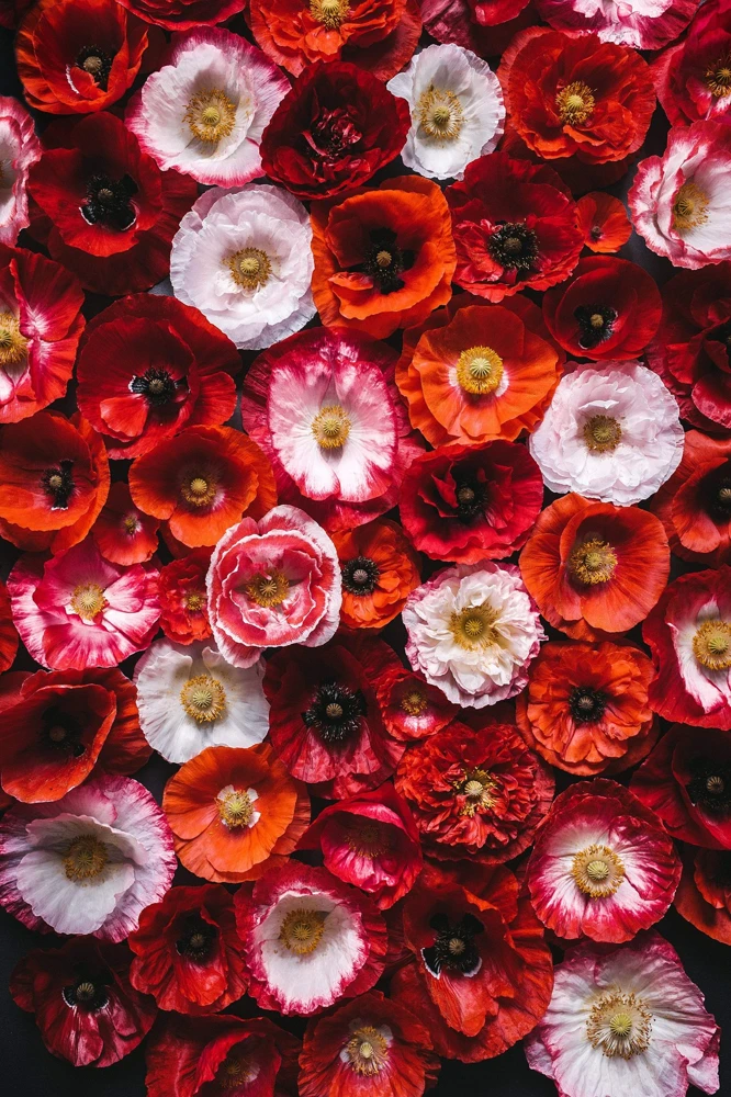 1000 Mixed Colors Double Shirley Poppy Papaver Rhoeas Flower Seeds - Image 12