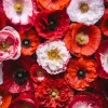 1000 Mixed Colors Double Shirley Poppy Papaver Rhoeas Flower Seeds - Image 1