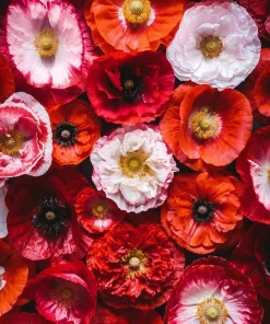 1000 Mixed Colors Double Shirley Poppy Papaver Rhoeas Flower Seeds - Image 1