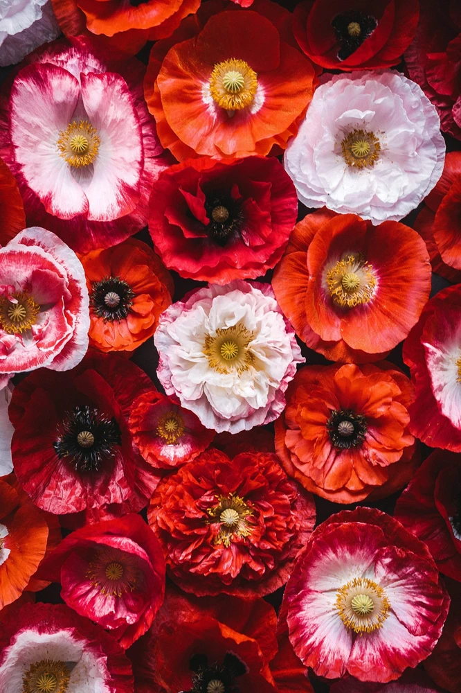 1000 Mixed Colors Double Shirley Poppy Papaver Rhoeas Flower Seeds - Image 1