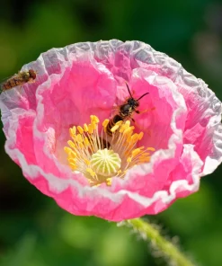 1000 Mixed Colors Double Shirley Poppy Papaver Rhoeas Flower Seeds - Image 13