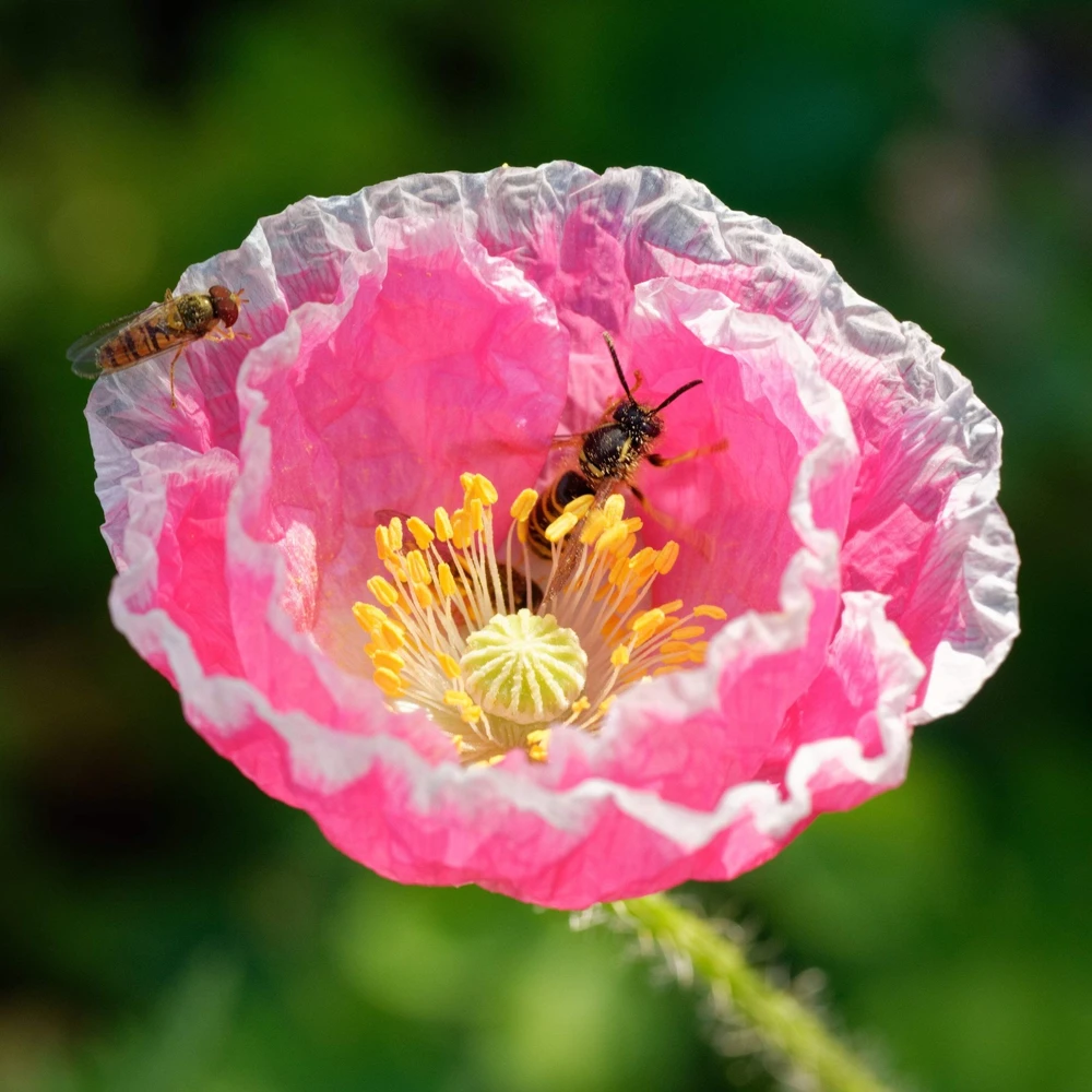 1000 Mixed Colors Double Shirley Poppy Papaver Rhoeas Flower Seeds - Image 13