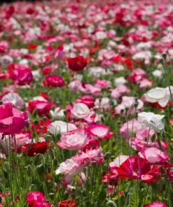 1000 Mixed Colors Double Shirley Poppy Papaver Rhoeas Flower Seeds - Image 2