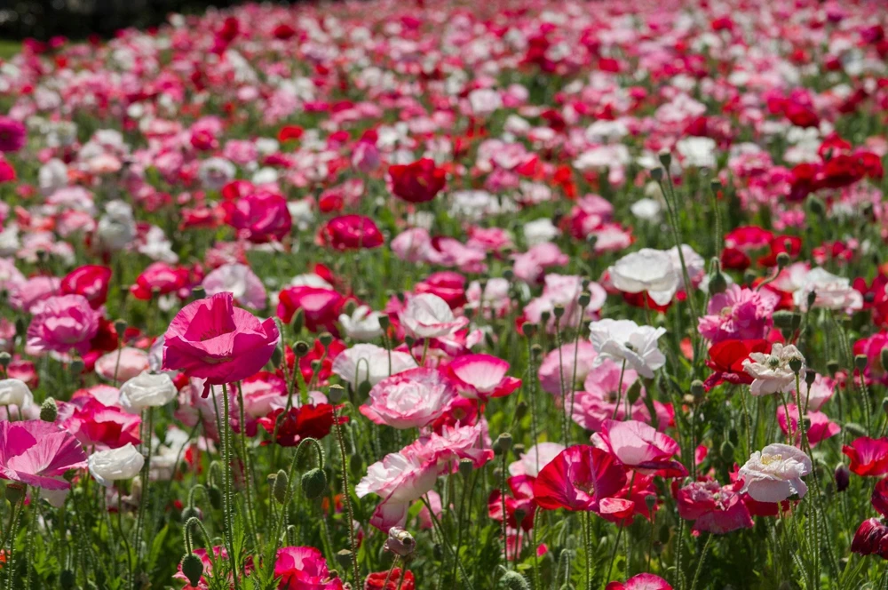 1000 Mixed Colors Double Shirley Poppy Papaver Rhoeas Flower Seeds - Image 2