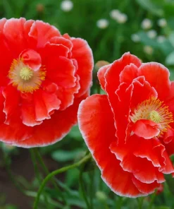 1000 Mixed Colors Double Shirley Poppy Papaver Rhoeas Flower Seeds - Image 3