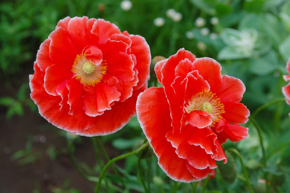 1000 Mixed Colors Double Shirley Poppy Papaver Rhoeas Flower Seeds - Image 3
