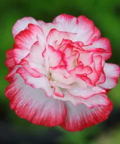 1000 Mixed Colors Double Shirley Poppy Papaver Rhoeas Flower Seeds - Image 4