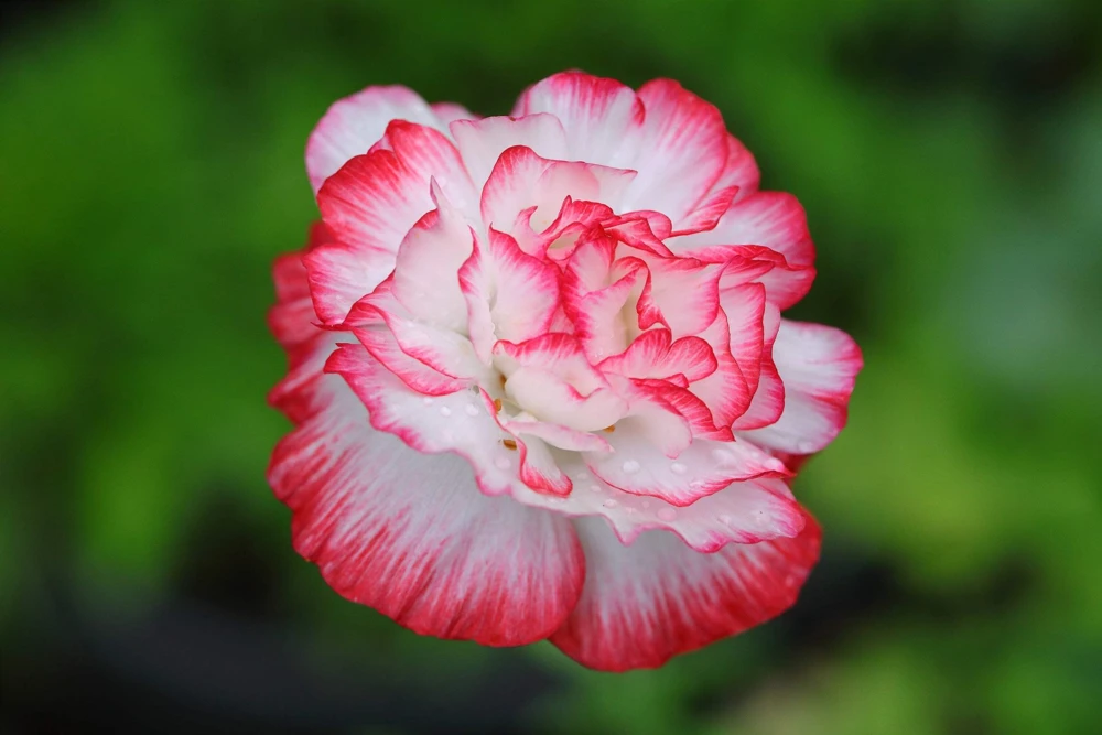 1000 Mixed Colors Double Shirley Poppy Papaver Rhoeas Flower Seeds - Image 4
