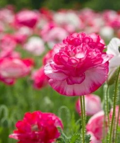 1000 Mixed Colors Double Shirley Poppy Papaver Rhoeas Flower Seeds - Image 5