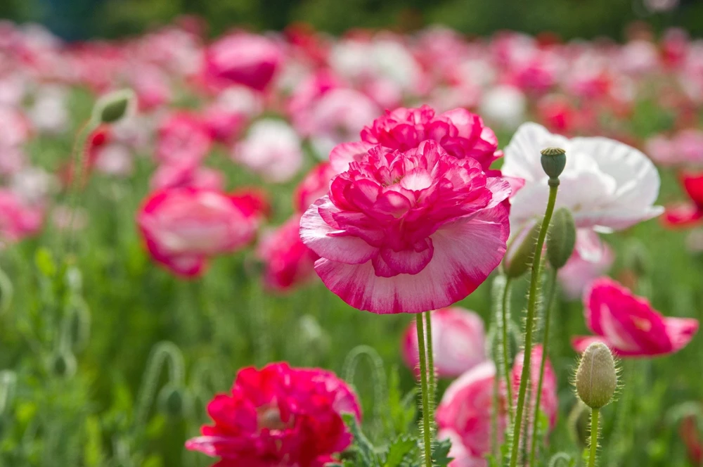 1000 Mixed Colors Double Shirley Poppy Papaver Rhoeas Flower Seeds - Image 5