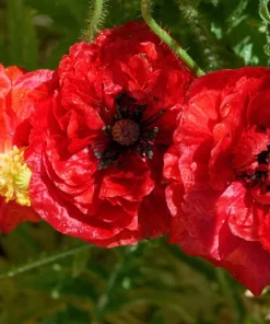 1000 Mixed Colors Double Shirley Poppy Papaver Rhoeas Flower Seeds - Image 6