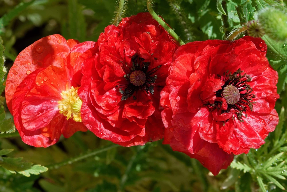 1000 Mixed Colors Double Shirley Poppy Papaver Rhoeas Flower Seeds - Image 6