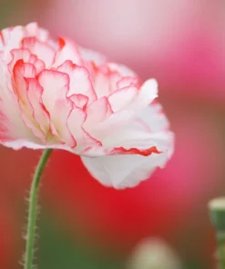 1000 Mixed Colors Double Shirley Poppy Papaver Rhoeas Flower Seeds - Image 7