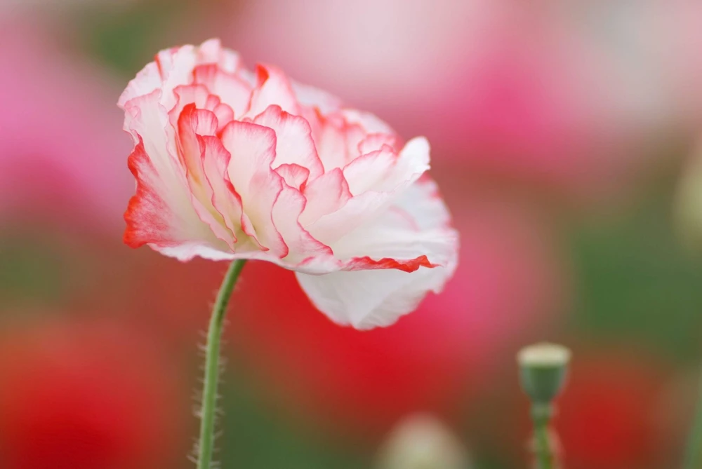1000 Mixed Colors Double Shirley Poppy Papaver Rhoeas Flower Seeds - Image 7