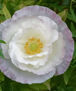 1000 Mixed Colors Double Shirley Poppy Papaver Rhoeas Flower Seeds - Image 8