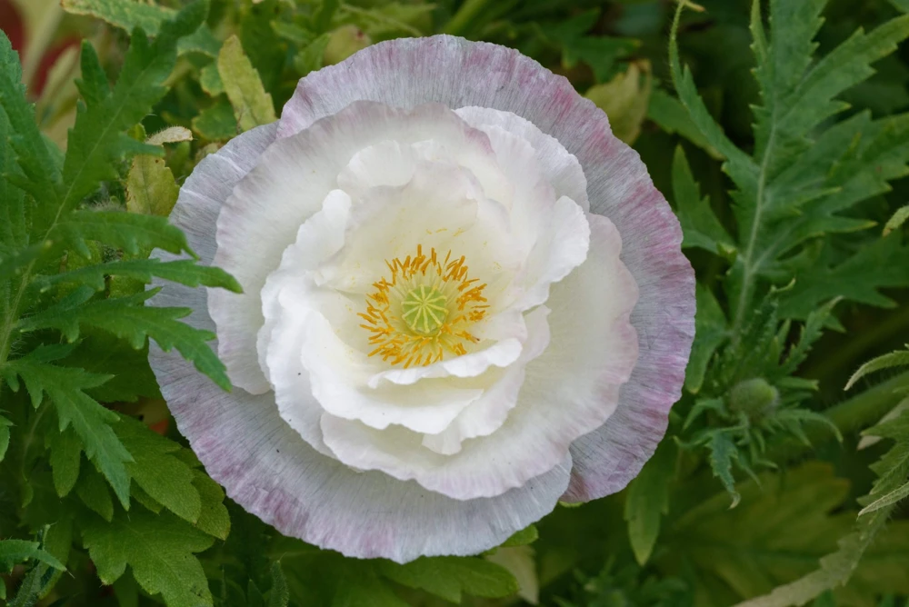 1000 Mixed Colors Double Shirley Poppy Papaver Rhoeas Flower Seeds - Image 8