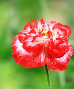 1000 Mixed Colors Double Shirley Poppy Papaver Rhoeas Flower Seeds - Image 9