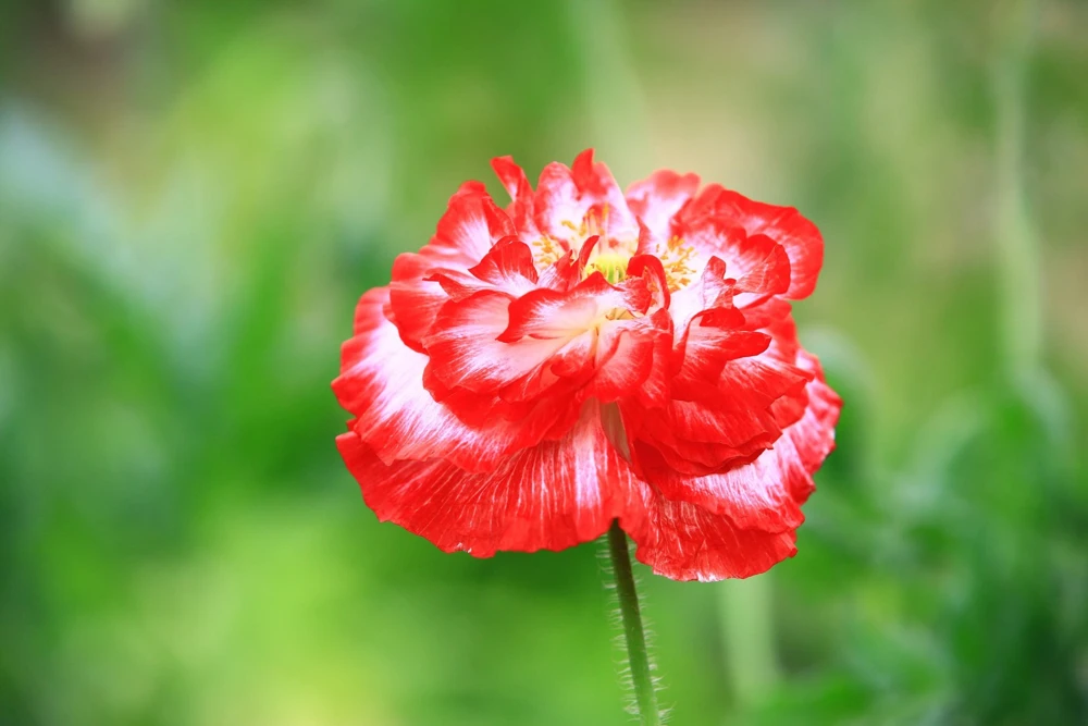 1000 Mixed Colors Double Shirley Poppy Papaver Rhoeas Flower Seeds - Image 9