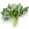 1000+ Molokhia Egyptian Spinach Seeds - Rau Day, Saluyot - Heirloom, Non-GMO - Image 1