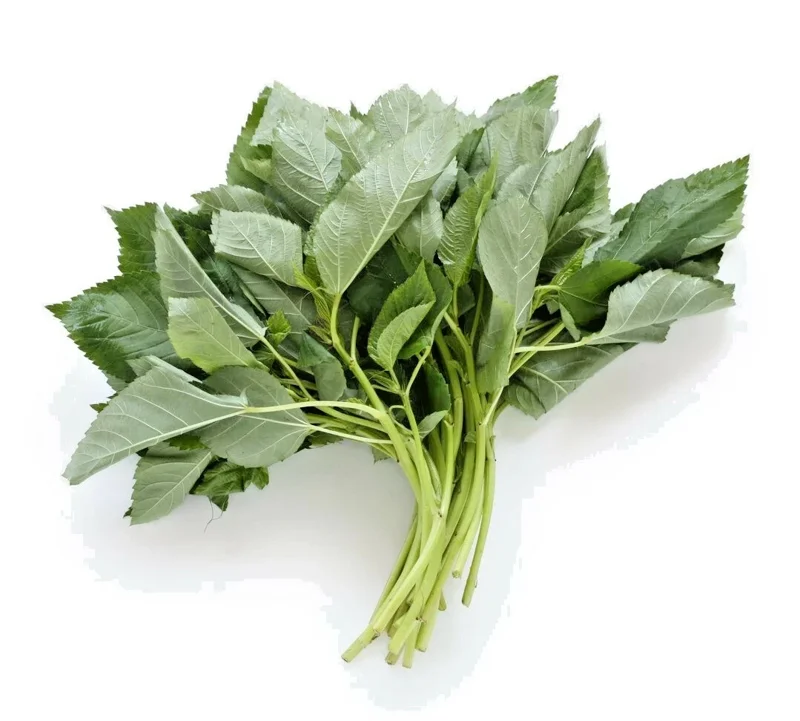1000+ Molokhia Egyptian Spinach Seeds - Rau Day, Saluyot - Heirloom, Non-GMO - Image 1