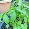1000+ Molokhia Seeds - Egyptian Spinach, Saluyot, Rau Day - Heirloom, Non-GMO Vegetable Seeds for Outdoor Planting - Image 1