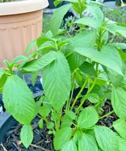 1000+ Molokhia Seeds - Egyptian Spinach, Saluyot, Rau Day - Heirloom, Non-GMO Vegetable Seeds for Outdoor Planting - Image 1