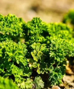 1000 Moss Curled Parsley Seeds - Petroselinum Crispum Herb Vegetable - Image 2