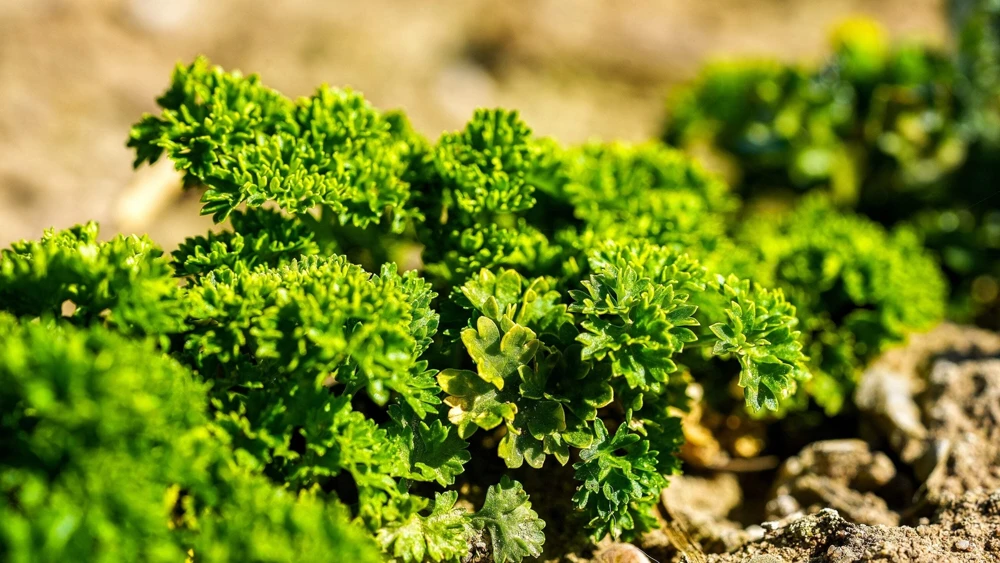 1000 Moss Curled Parsley Seeds - Petroselinum Crispum Herb Vegetable - Image 2