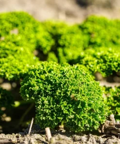 1000 Moss Curled Parsley Seeds - Petroselinum Crispum Herb Vegetable - Image 3