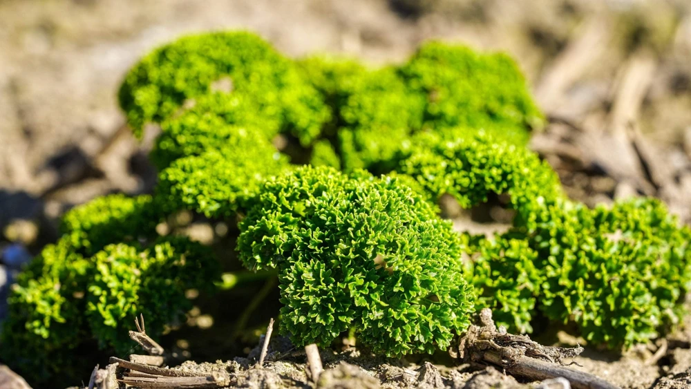 1000 Moss Curled Parsley Seeds - Petroselinum Crispum Herb Vegetable - Image 3