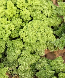 1000 Moss Curled Parsley Seeds - Petroselinum Crispum Herb Vegetable - Image 4