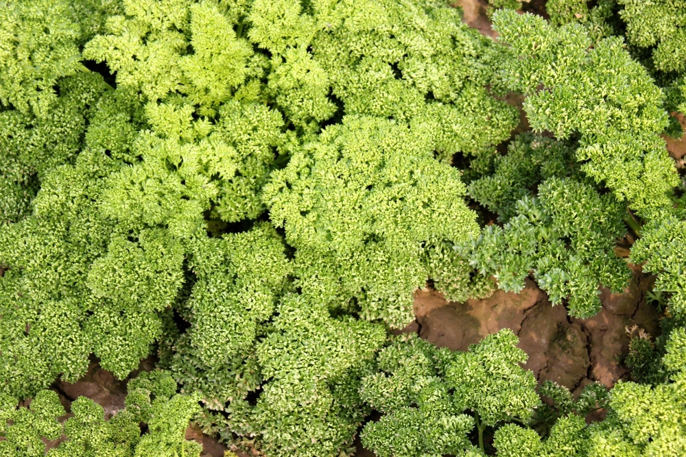 1000 Moss Curled Parsley Seeds - Petroselinum Crispum Herb Vegetable - Image 4