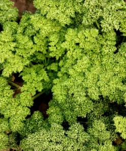 1000 Moss Curled Parsley Seeds - Petroselinum Crispum Herb Vegetable - Image 5