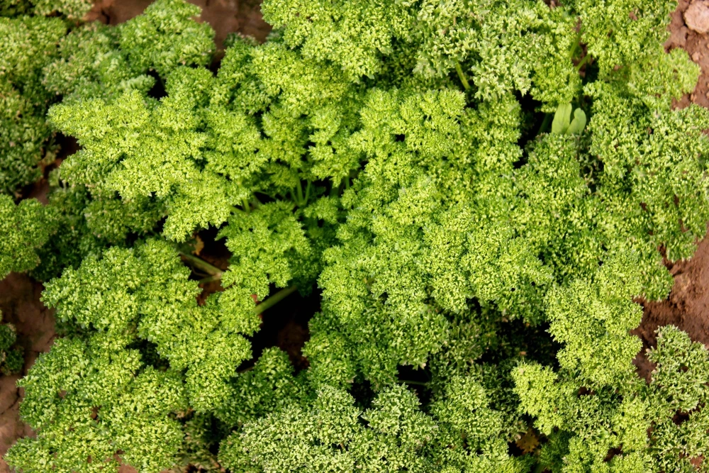1000 Moss Curled Parsley Seeds - Petroselinum Crispum Herb Vegetable - Image 5