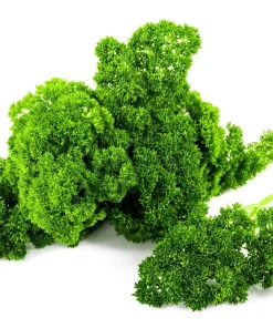 1000 Moss Curled Parsley Seeds - Petroselinum Crispum Herb Vegetable - Image 6
