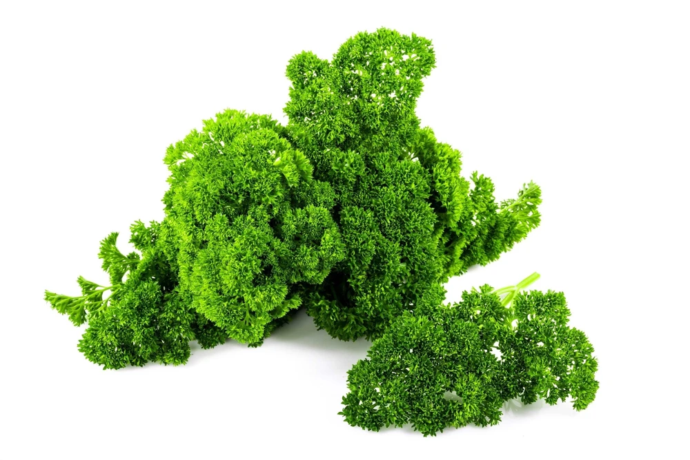 1000 Moss Curled Parsley Seeds - Petroselinum Crispum Herb Vegetable - Image 6