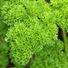 1000 Moss Curled Parsley Seeds - Petroselinum Crispum Herb Vegetable - Image 1