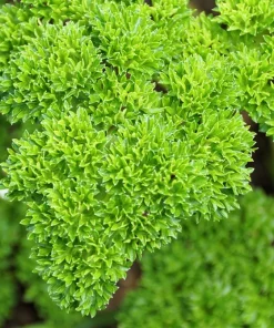1000 Moss Curled Parsley Seeds - Petroselinum Crispum Herb Vegetable - Image 1