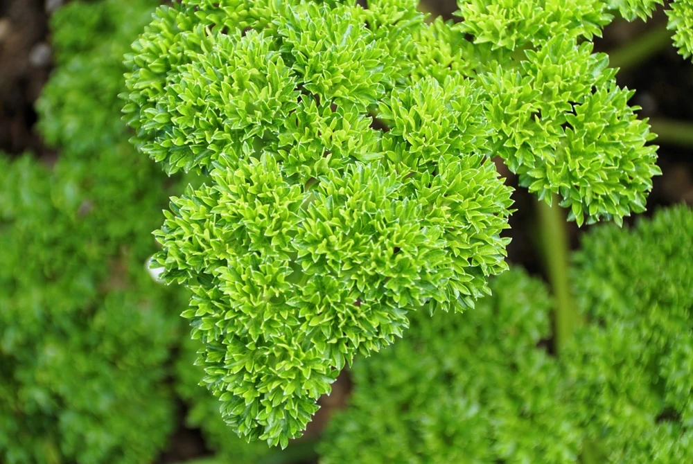 1000 Moss Curled Parsley Seeds - Petroselinum Crispum Herb Vegetable - Image 1
