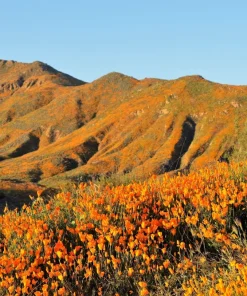 1000 Orange California Poppy Flower Seeds - Eschscholzia Californica - Image 2