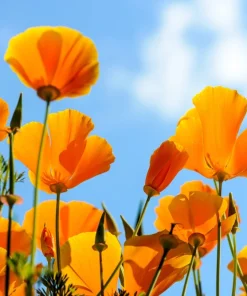 1000 Orange California Poppy Flower Seeds - Eschscholzia Californica - Image 3
