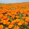 1000 Orange California Poppy Flower Seeds - Eschscholzia Californica - Image 1