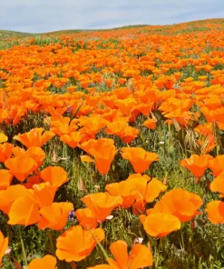 1000 Orange California Poppy Flower Seeds - Eschscholzia Californica - Image 1