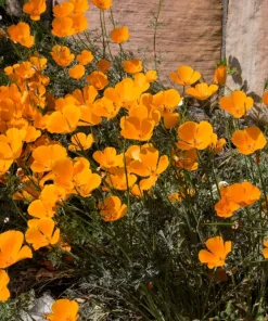 1000 Orange California Poppy Flower Seeds - Eschscholzia Californica - Image 4