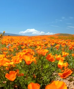 1000 Orange California Poppy Flower Seeds - Eschscholzia Californica - Image 5