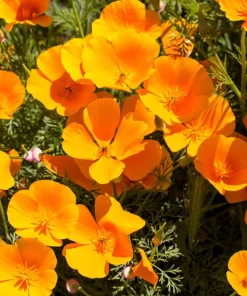 1000 Orange California Poppy Flower Seeds - Eschscholzia Californica - Image 6